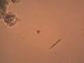 Diatom, No. 1