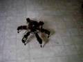 Hexapod walking robot