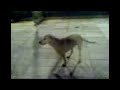 Ah o ver�o, o sol � redondo a skol � redonda..at� o Ziggy..