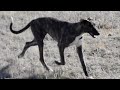 Deerhound
