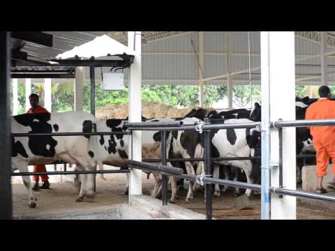 how to dairy farming in india