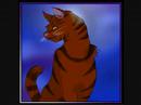What have you done now, Tigerclaw?