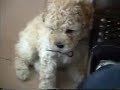 Poodles long version