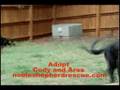 Noble Shepherd Rescue