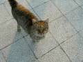 videos de gatto bizet