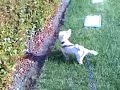My friends dog Ozzy (with her talking and singing)