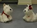Singing Westies - But Why????