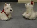 Singing Westies - But Why????