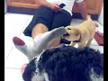 2 puppies popping balloons Icon