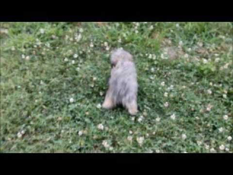Chewie playing outside