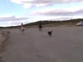 Horses at the beach Horses at the beach