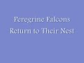 Peregrine Falcons Return to Their Nest