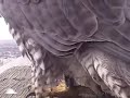 Peregrine Falcons Return to Their Nest