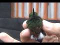Coppery-bellied Puffleg, (Eriocnemis cupreoventris) NT