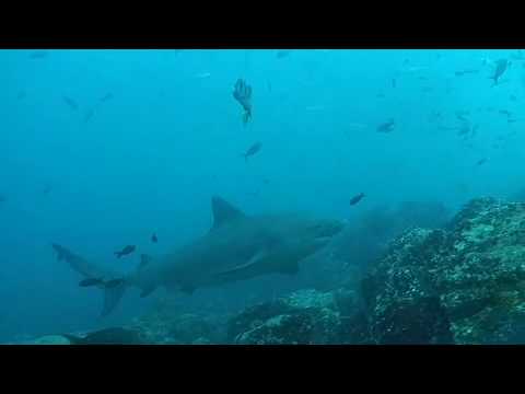 bull shark