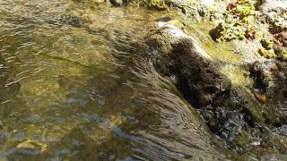 VIDEOS + 67 Avakas George Schlucht Zypern Akamas Kurzvideo 012