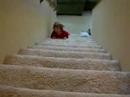 Lopey going down stairs on her belly Lopey going down stairs on her belly