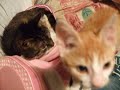 Tommie Poekie and Bassie sleeping