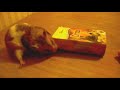 Hungry Hamster and a hard candy - Cletta Criceto goloso