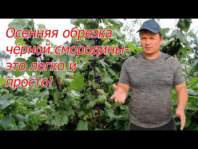 Осенняя обрезка чёрной смородины. Как данное выполнить просто и верно