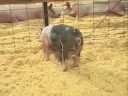 What do you look for when selecting a show pig?