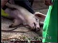 teruel: sueño del retorno
