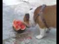 Bulldogge liebt wassermelonen