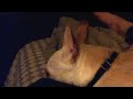 Munchkin Disappointed with Judges of Westminster Dog Show