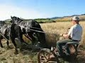Andy Egger, and Draft Horses for hire mow hay at Swanton Andy Egger, and Draft Horses for hire mow hay at Swanton