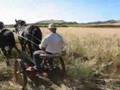 Andy Egger, and Draft Horses for hire mow hay at Swanton