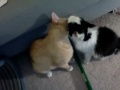 Click here to watch this video Lyonya Grooming Marcel