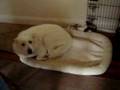 videos de 11/19/2008 Oliver westin' with Charlie! 4058
