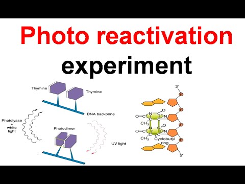 how to repair pyrimidine dimers