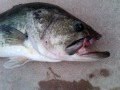 LARGE MOUTH BASS CATCH AND RELEASE IN TEXAS HILARIOUS WITH THE KIDS!