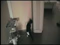 Ponpon le chat têtu