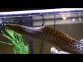 Is that a moray in your pocket?