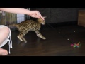 Click here to watch this video Our new baby bengal, Jumpy
