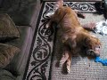 Shiba Puppy vs Golden Retriever