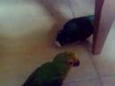 Mimitos de Nano a Bruji