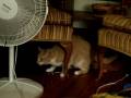videos de Widget Playing in the Toy Basket