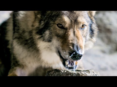 ALPHA Trailer #2 (2018)