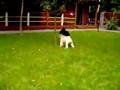 Caniche video