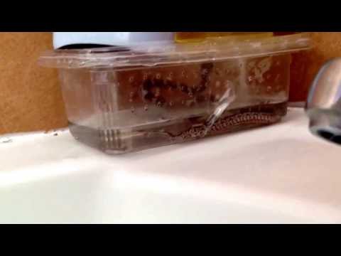 how to eliminate snakes