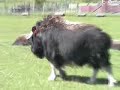 Musk Ox Farm
