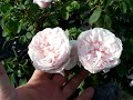Souvenir de la Rose Malmaison.mov