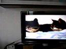 Cliquez pour voir la vid�o