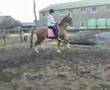 videos de Tuigpaard Tanja