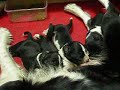 cucciolata border collie cucciolata border collie