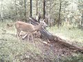 HCO HuntingCamOnline SG550 1 doe & 2 fawns by DAVE