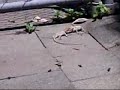LiZarDfiGhT